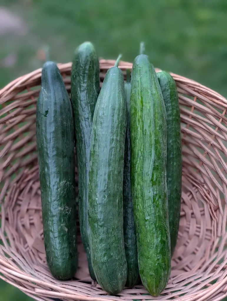 Concombre Bio
