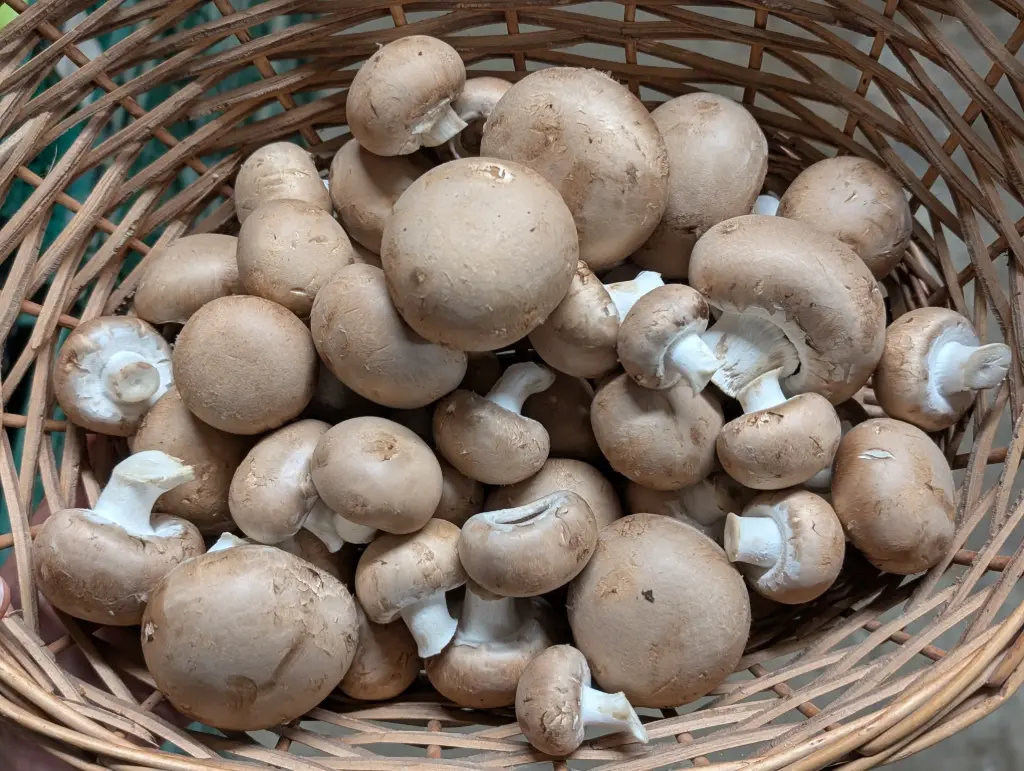 Champignons bruns de paris Bio
