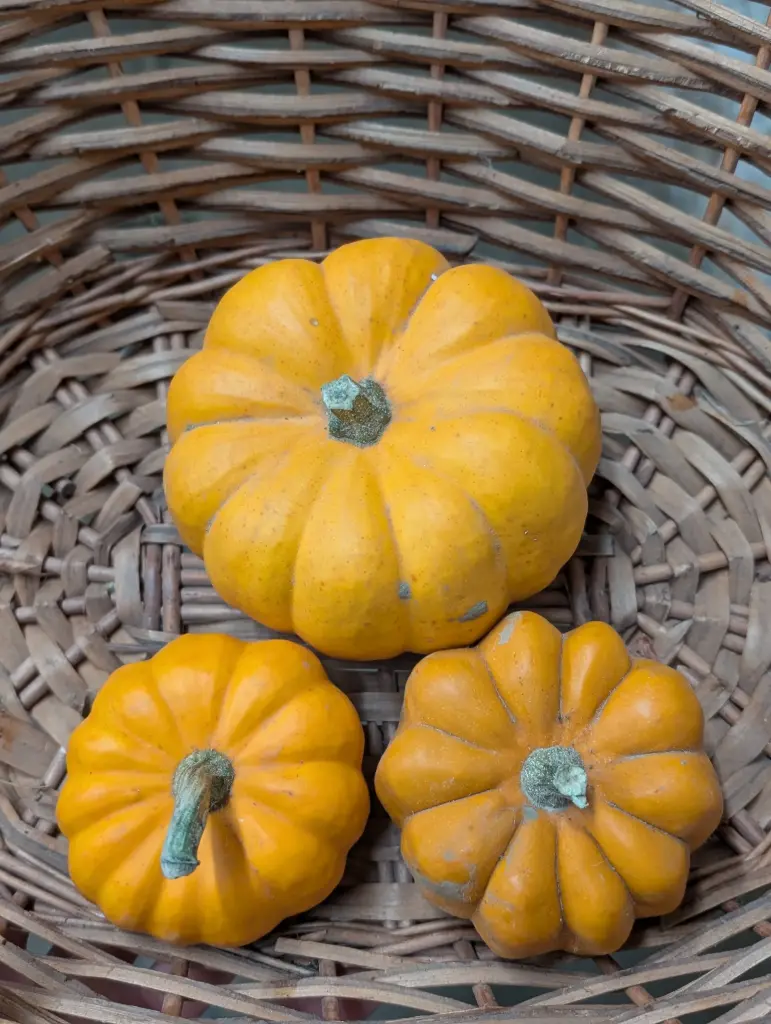 Courge Jack be little Bio