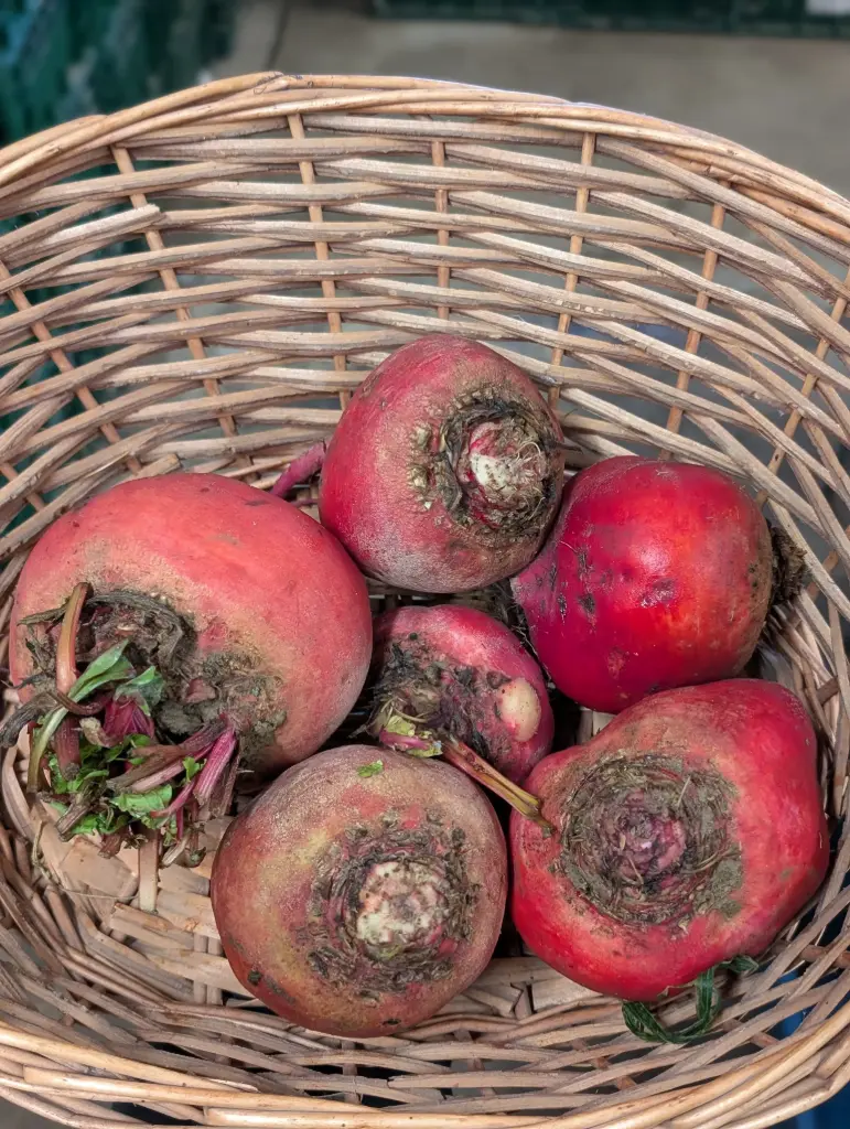 Betterave Chioggia Bio