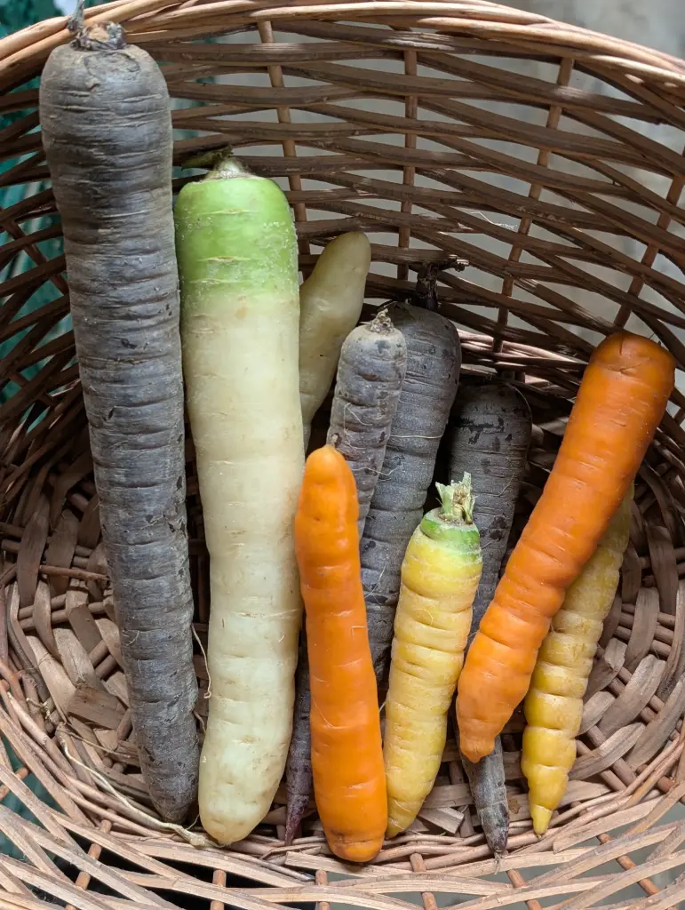 Carotte de couleurs Bio