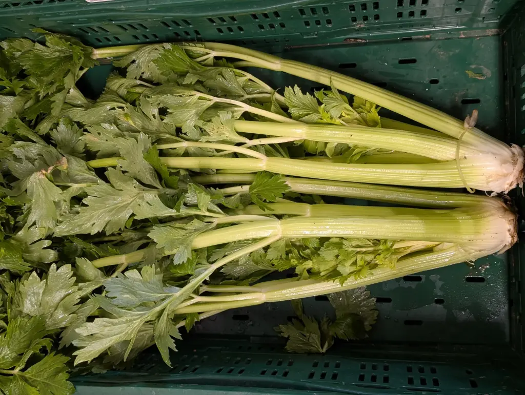 Céleri branche Bio