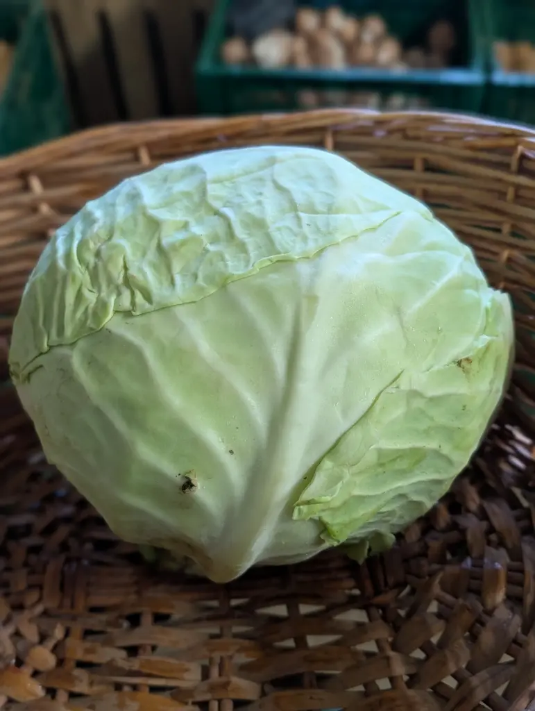 Chou blanc Bio