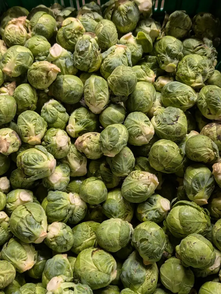 Choux de Bruxelles Bio