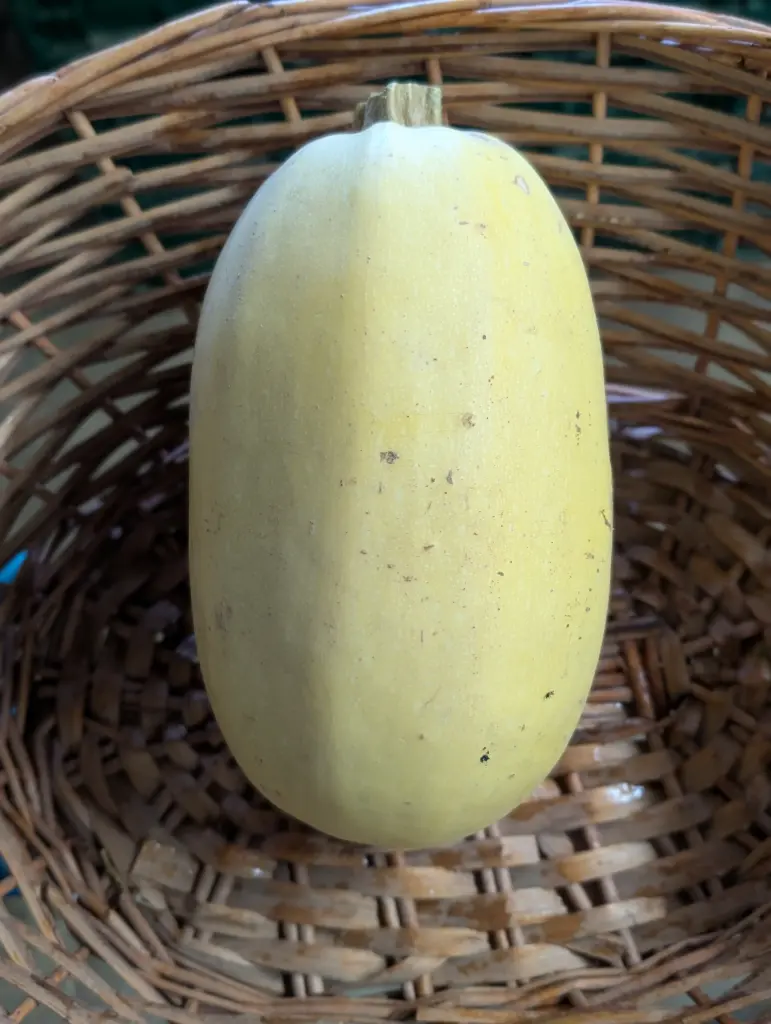 Courge Spaghetti Bio 