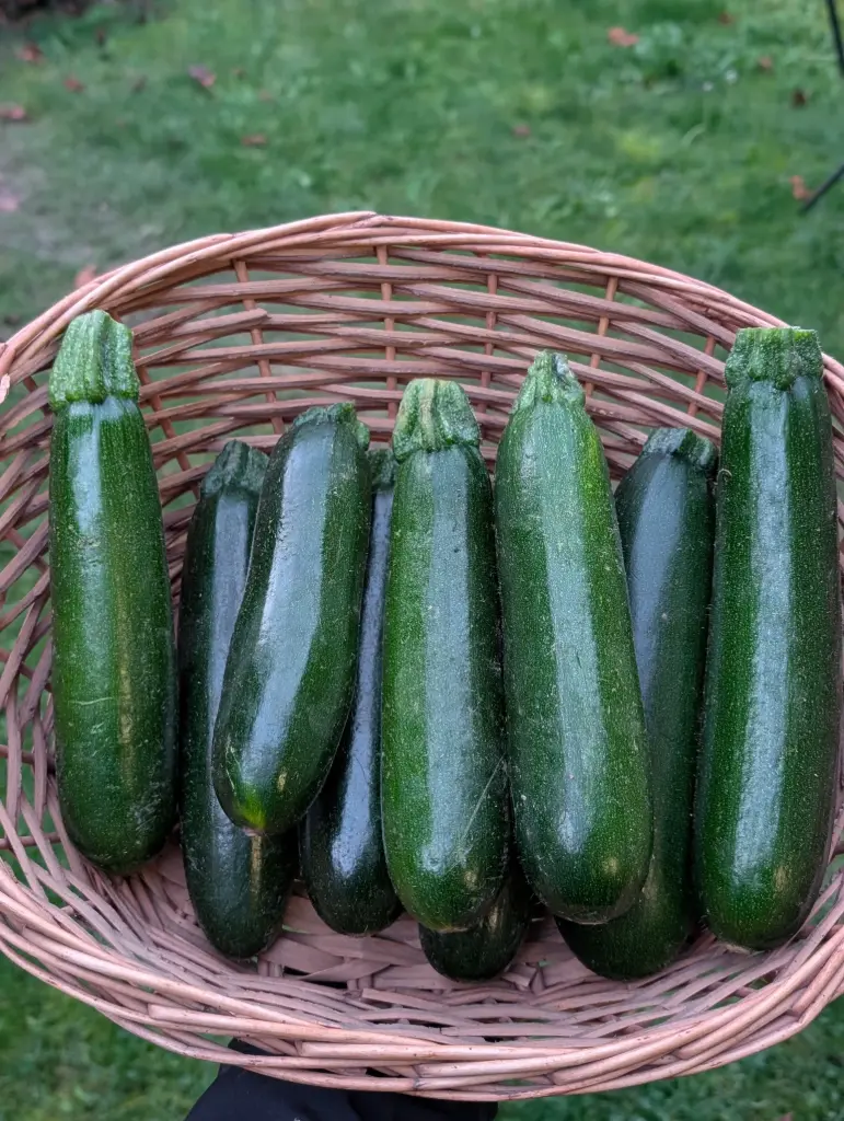 Courgette Bio