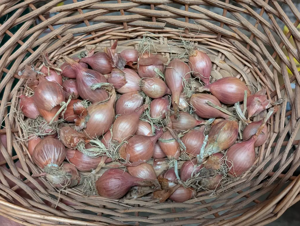 Echalotes Bio