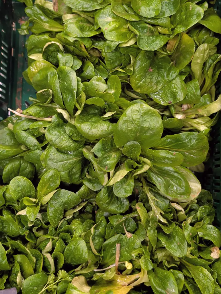 Mâche/Salade de blé/Doucette Bio