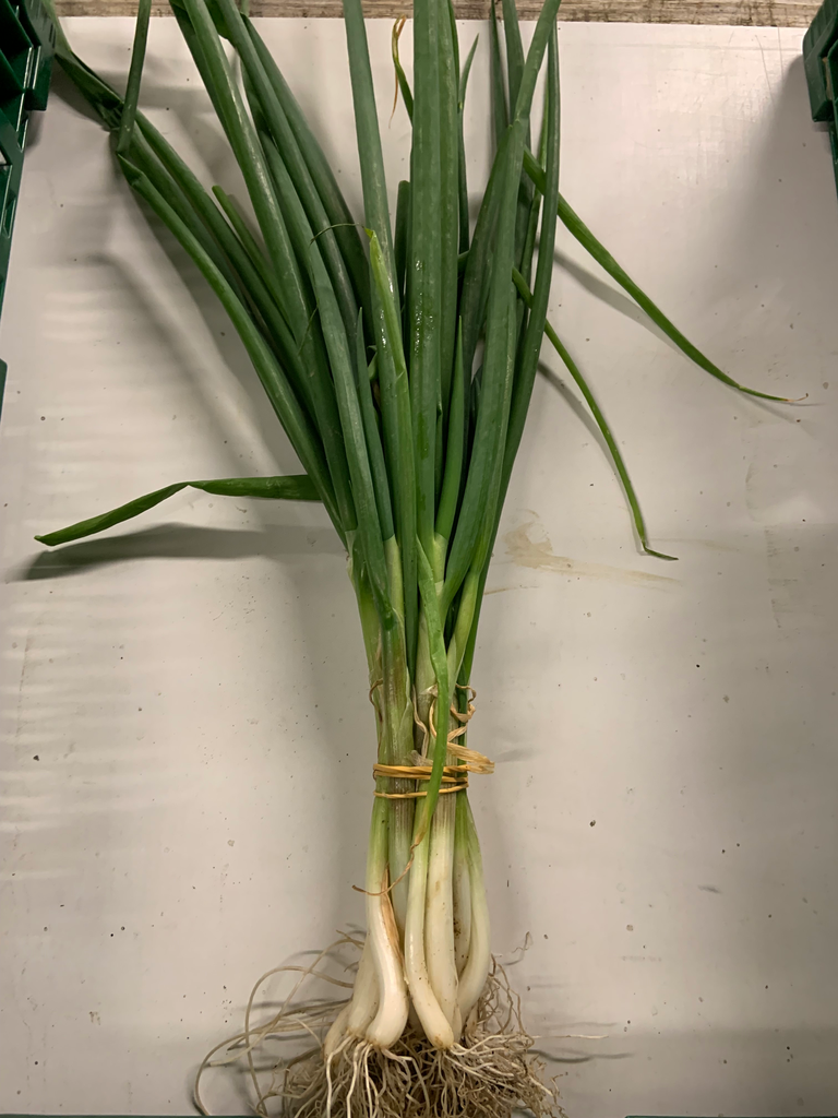 Oignons ciboules Bio