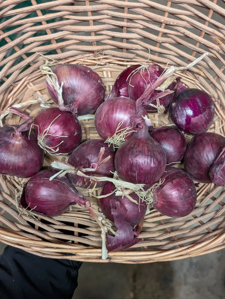 Oignons rouges Bio