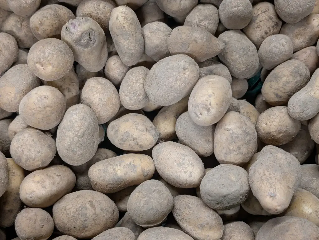 Pommes de terre grenaille Bio