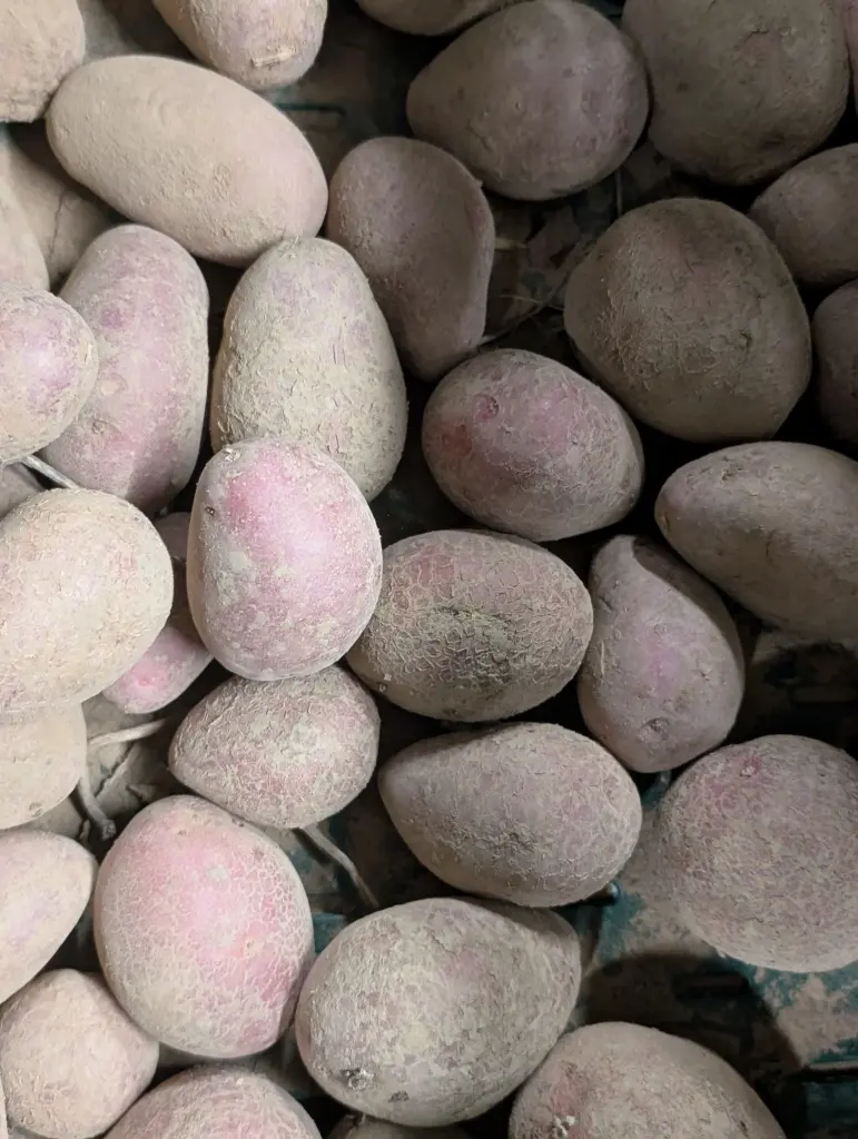 Pommes de terre chair farineuse Bio