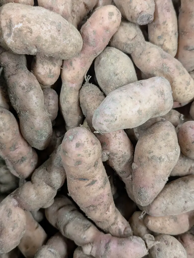 Pommes de terre Corne de Gatte Bio