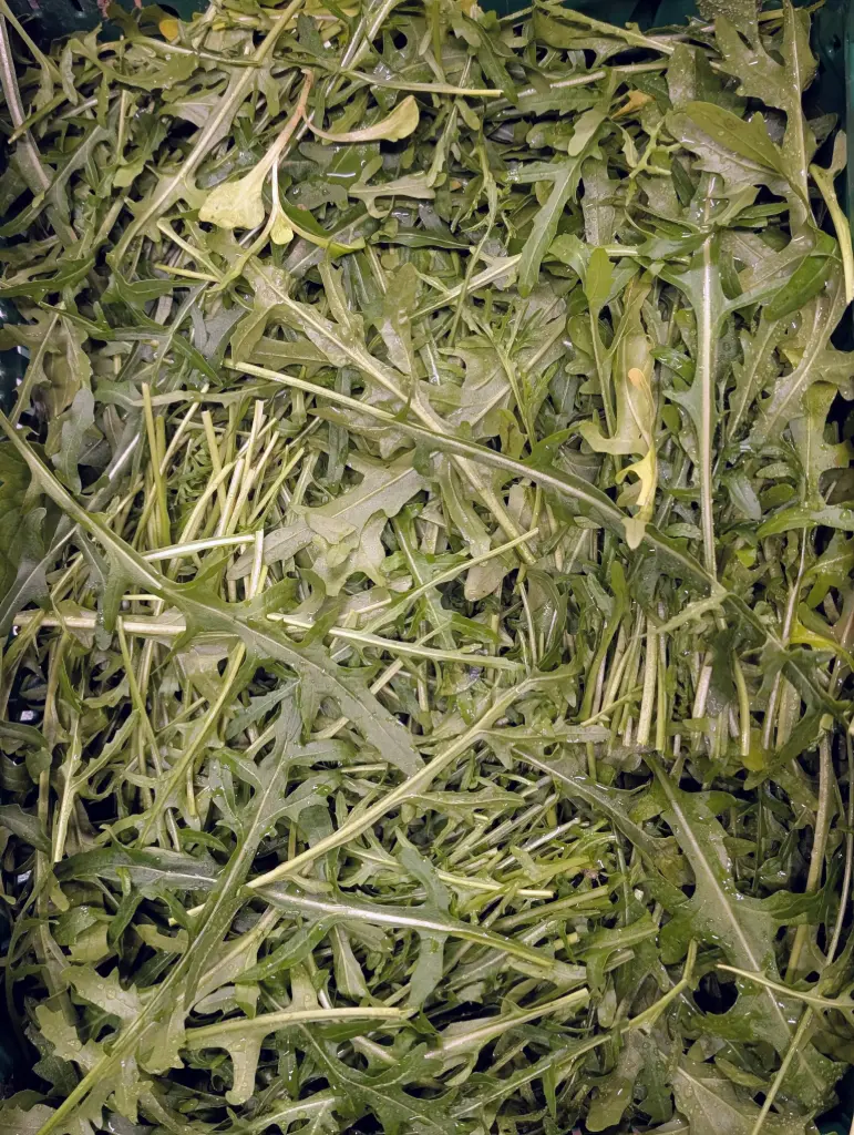 Roquette BIO