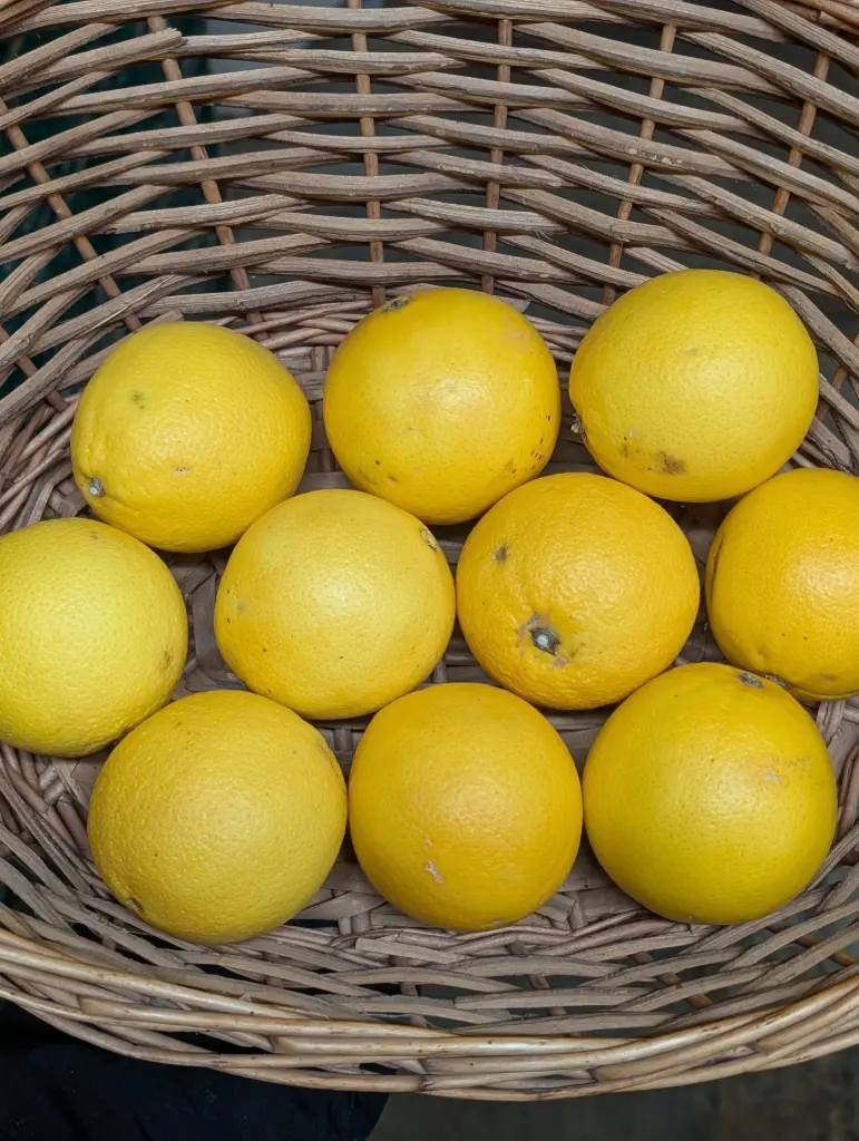 Orange Bio 