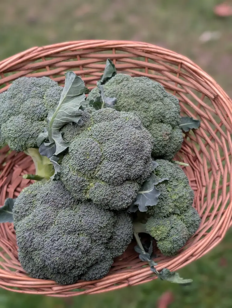 Brocoli Bio 