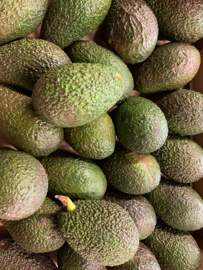 Avocat bio