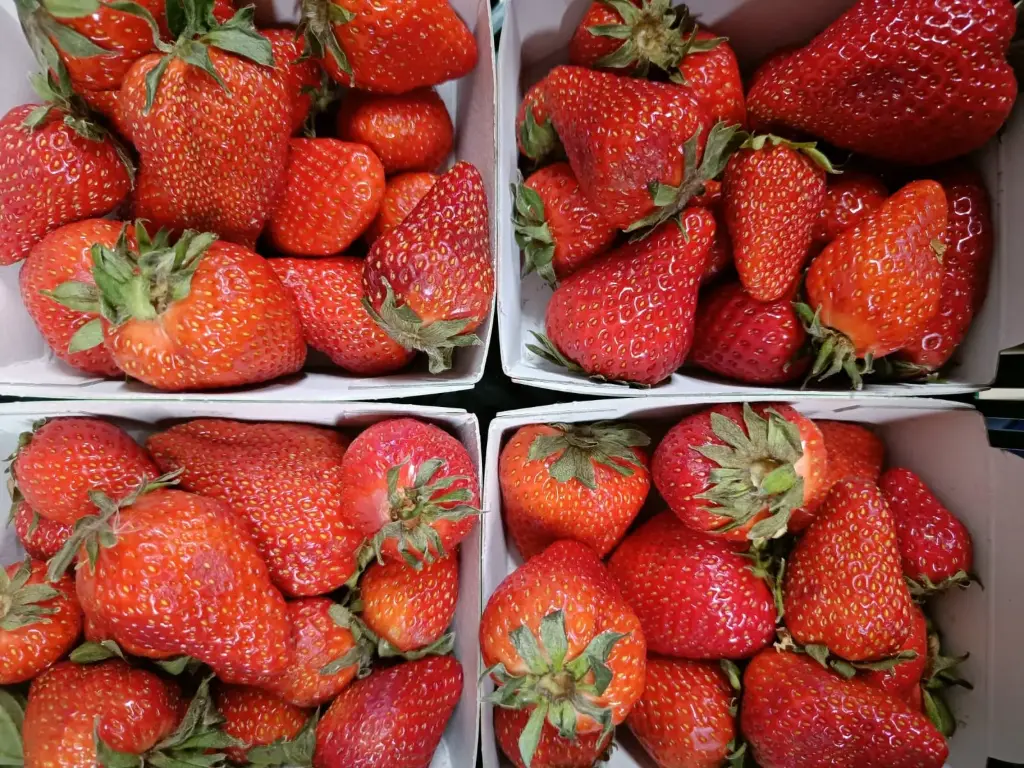 Fraises BIO