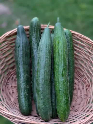 Concombre Bio