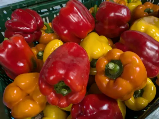 Poivrons rouges Bio