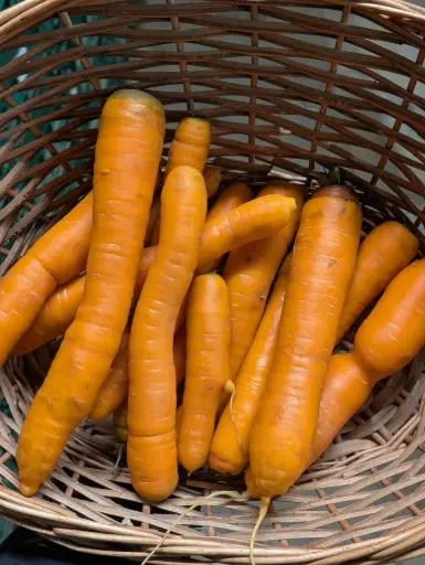 Carotte orange Bio