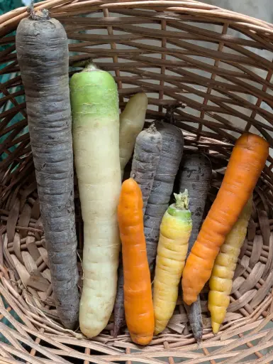 Carotte de couleurs Bio