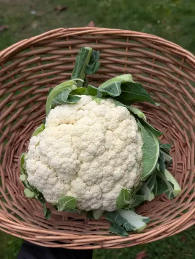 Chou-fleur Bio