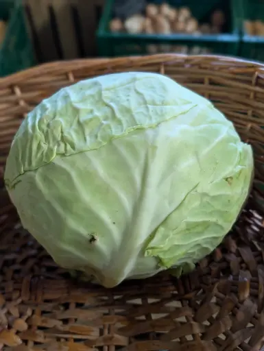 Chou blanc Bio