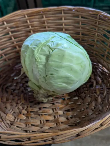 Chou à choucroute Bio