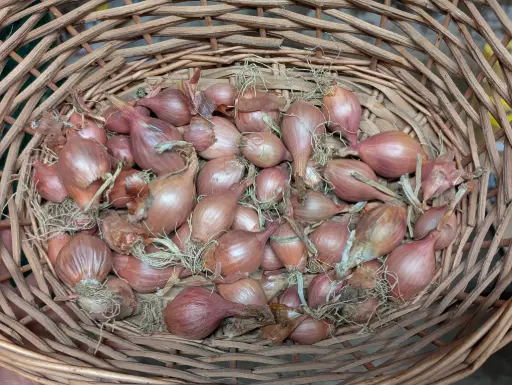 Echalotes Bio