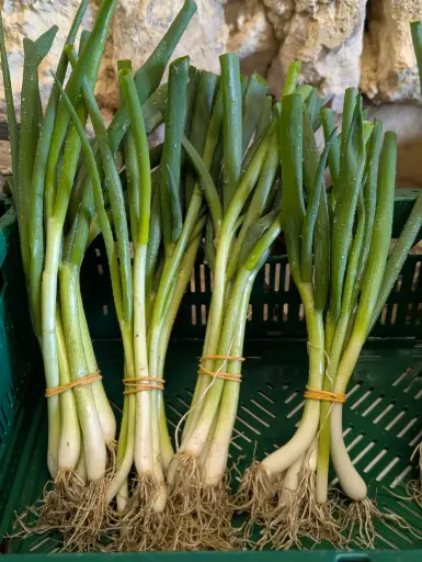 Oignons ciboules Bio