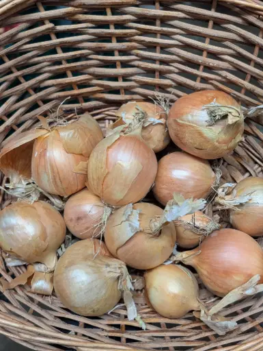 Oignons jaunes Bio