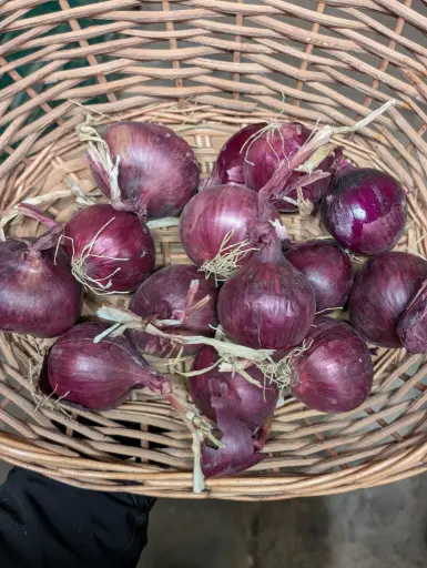 Oignons rouges Bio