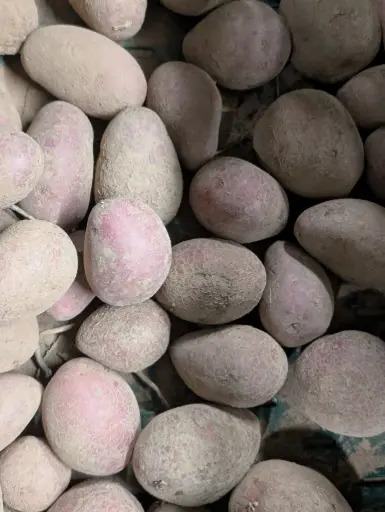 Pommes de terre chair farineuse