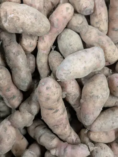 Pommes de terre Corne de Gatte Bio