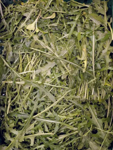 Roquette BIO