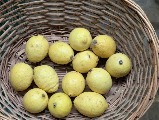Citron Bio 