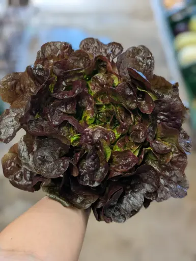 Feuille de chêne rouge Bio